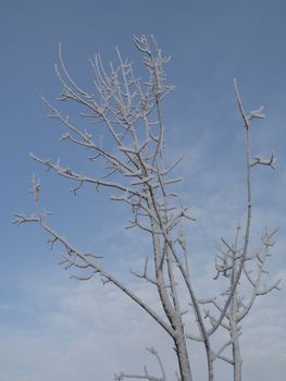 frosted tree