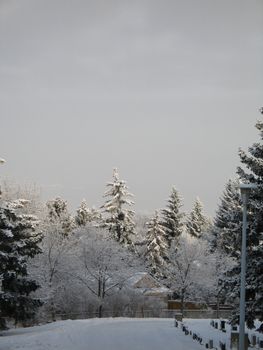 winter forest