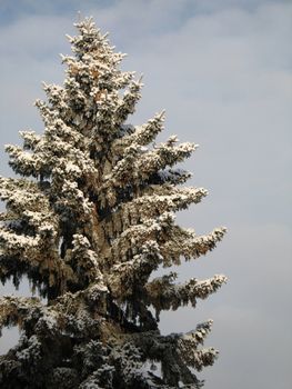 tree covered with snow