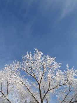 frosted tree