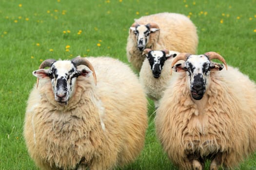 group of four sheep on a meadow