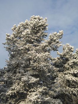 tree covered with snow