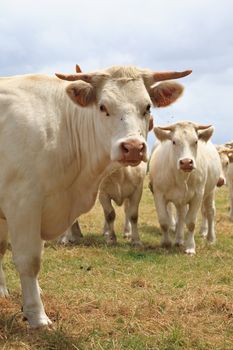 Blonde d'Aquitaine breed in the meadow