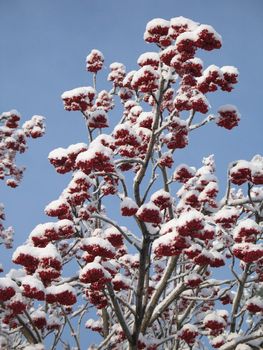 tree covered with snow