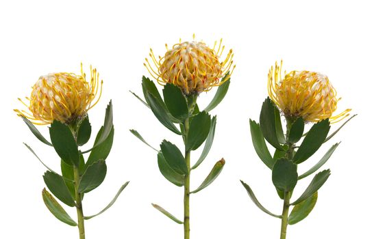 Pincushion Protea isolated on white background.