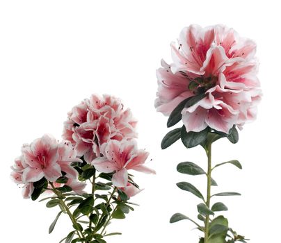 Azalea isolated on white background.