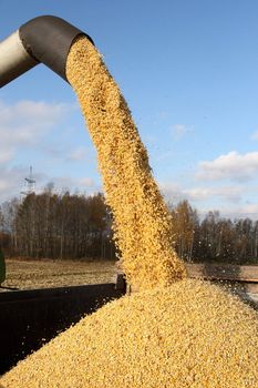 Loading of grain of corn in the car from a combine in the field