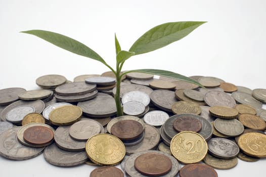 Coins and plant, isolated on white background.