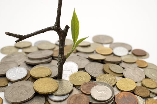 Coins and plant, isolated on white background.