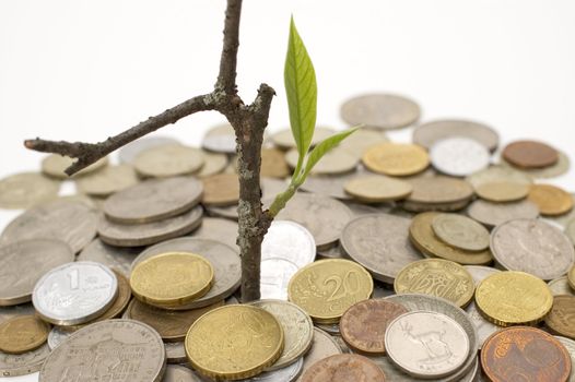 Coins and plant, isolated on white background.
