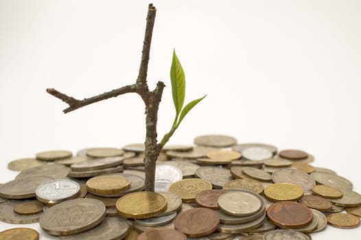 Coins and plant, isolated on white background.
