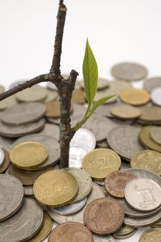 Coins and plant, isolated on white background.
