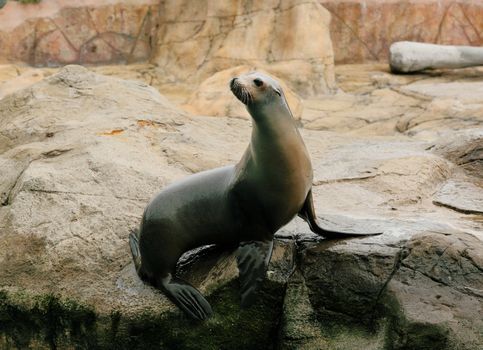 sea lion