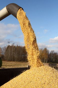 Loading of grain of corn in the car from a combine in the field