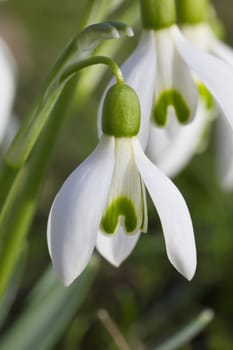 This image shows a macro from a snowdrop