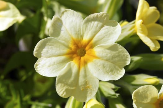 This image shows a macro from a Cowslip bloom