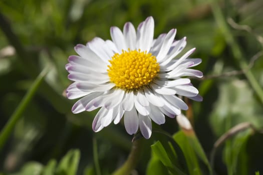 This image shows a macro from a little daisy