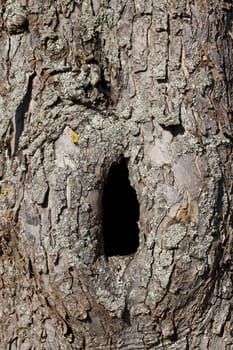 This image shows a trunk with hole