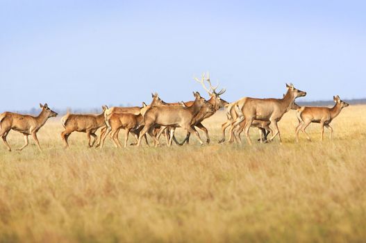  Herd of a whitetail deer on a meadow. Ascania-Nova. Ukraine