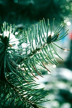 Branch of a fur-tree covered by the first snow