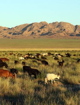 herd of goats in Mongolian prairie on sunset