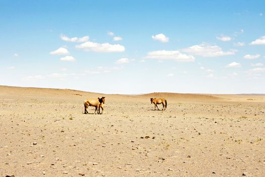 Horses in the  Gobi desert. Mongolia