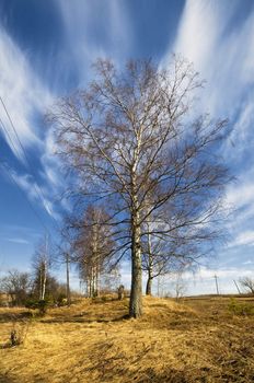 birch trees in a summer forest under bridht sun