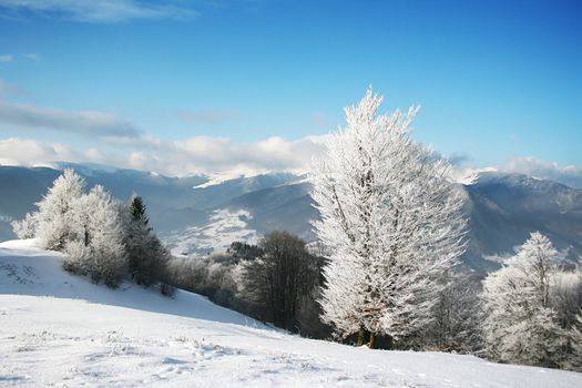 winter landscape with a clouds and a snow-covered trees