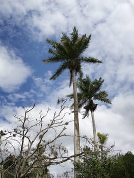 two palm tree stretching out of the jungle