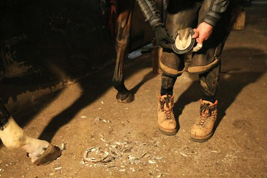 farrier prepares to attach horseshoe to hoof