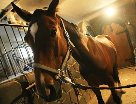  Brown race horse in stable