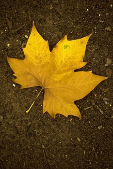 Beautiful yellow fall leave on the ground