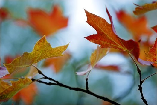 Beautiful colored fall leaves - Great Autumn background