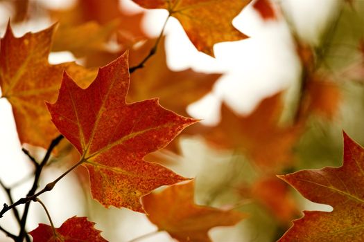 Beautiful colored fall leaves - Great Autumn background