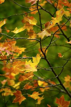 Beautiful colored fall leaves - Great Autumn background