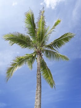 coconut tree with coconut still hanging on the branch