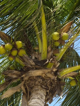 Close up of coconuts hanging from a tree