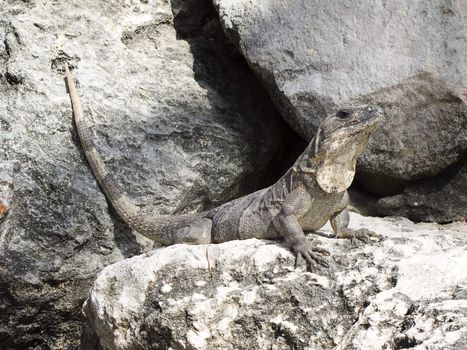 Gray iguana sunbathing on rocks