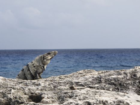 Gray iguana laying on a rock with the ocean as a background