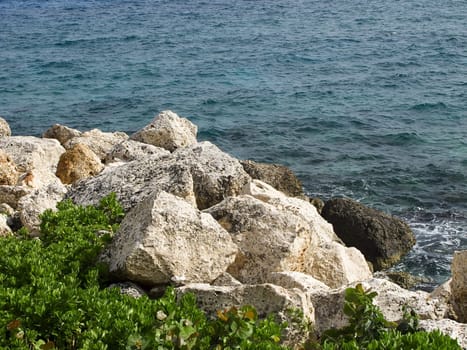 Green shrub growing on a rocky shore line