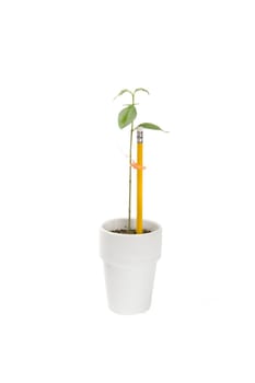 young tree supported by a pencil on white background