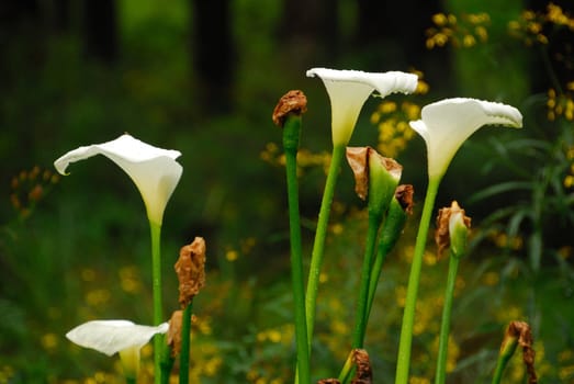 White lillies with forest in the background