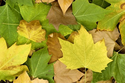 Beautiful colored fall leaves - Great Autumn background