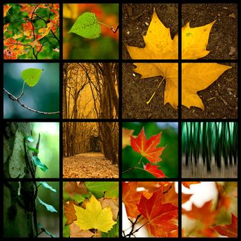 Autumn themed collage - Beautiful colored fall pictures