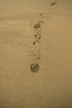 hoofprints on a sandy ballybunion beach on irelands west coast