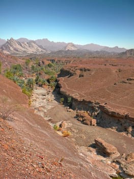 Canyon with a lone palm trees in the hot desert. Against the background of rocks.