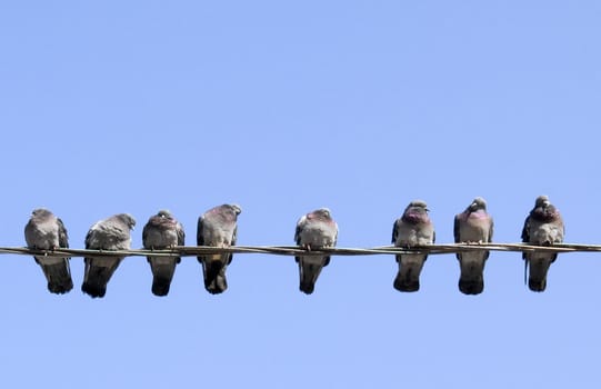 Pigeons warming themselves in the spring sun, sitting on the wire.