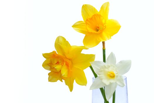 Three Yellow Narcissus isolated on the white background