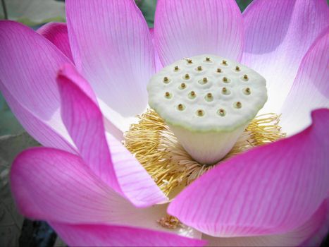 Soft pink lotus macro  taken from zen garden in japan