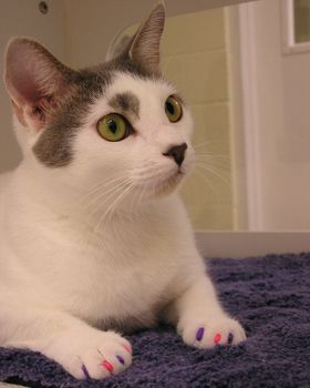 A kitten in an animal shelter wearing temporary nail caps to prevent destructive scratching. The caps are used to show humane alternatives to declawing which is legal in the United States. 